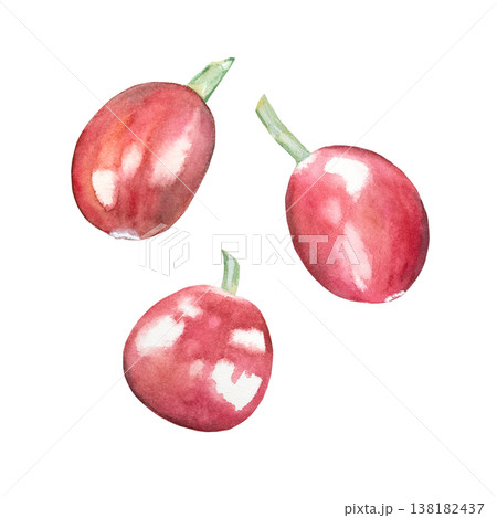 Hand-drawn ripe red coffee berries in a watercolor set on a white background. Coffee beans from an organic plantation. Botanical illustration for coffee shops, packaging, and printing. Hand-drawn ripe red coffee berries in a watercolor set on a white background. Coffee beans from an organic plantation. Botanical illustration for coffee shops, packaging, and printing. 138182437