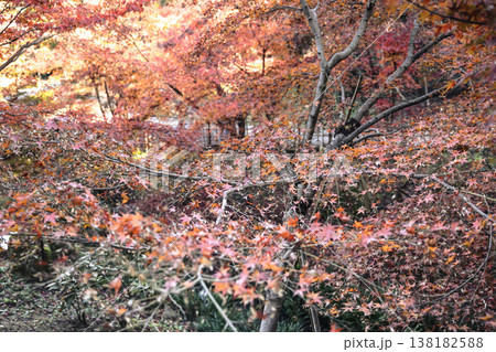 Nov 29 2025 Red Autumn Leaves at Fushimi Inari Taisha Shrine Nov 29 2025 Red Autumn Leaves at Fushimi Inari Taisha Shrine 138182588