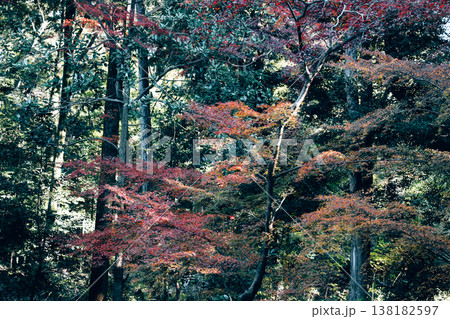Nov 29 2025 Red Autumn Leaves at Fushimi Inari Taisha Shrine 138182597