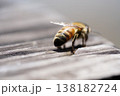 蜜蜂の後ろ姿 138182724