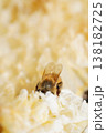 蜜蜂のかくれんぼ 138182725
