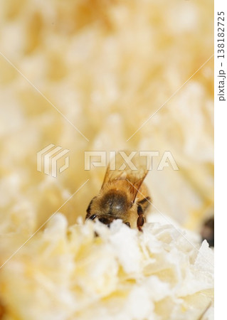 蜜蜂のかくれんぼ 138182725