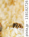 蜜蜂の楽園 138182726