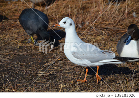 水辺に集うユリカモメや野鳥たち 138183020