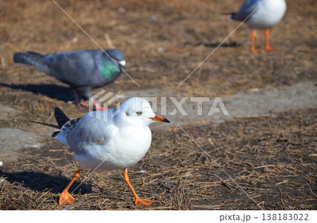 水辺に集うユリカモメや野鳥たち 138183022