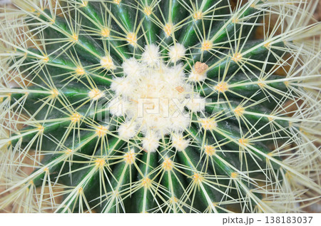真上から見たサボテン 138183037