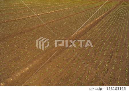 晩秋の郊外の若芽の育つほうれん草畑風景 138183166