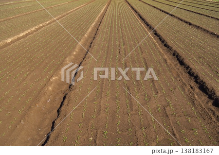 晩秋の郊外の若芽の育つほうれん草畑風景 138183167