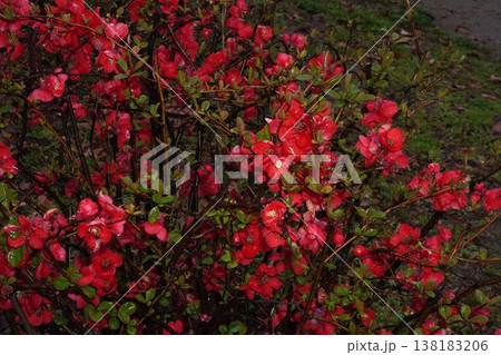 ボケの花・2026年3月 138183206