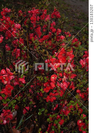 ボケの花・2026年3月 ボケの花・2026年3月 138183207