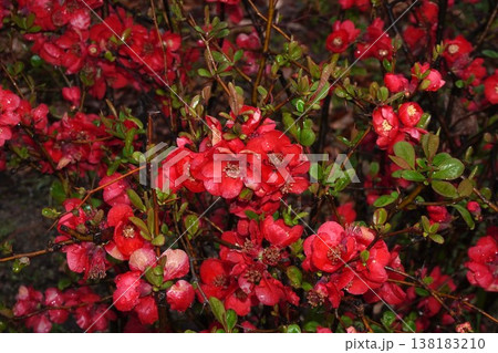 ボケの花・2026年3月 138183210