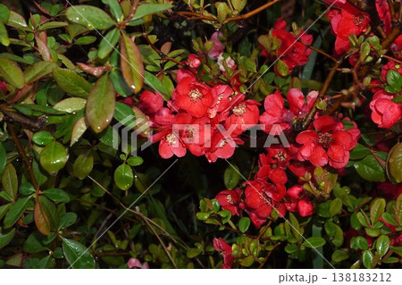 ボケの花・2026年3月 138183212