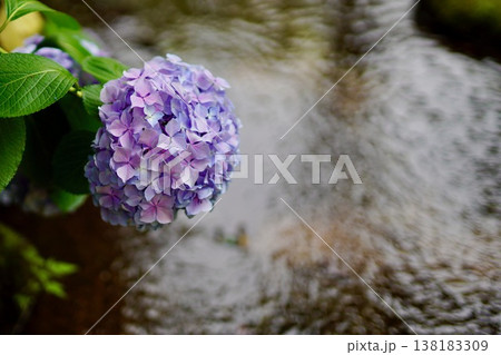 紫陽花 紫陽花 138183309