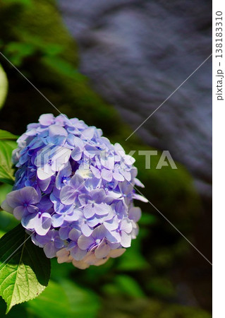 紫陽花 138183310