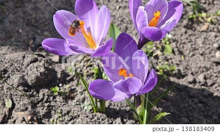 Purple crocus flowers blooming in garden soil with a bee collecting nectar, showcasing vibrant petals and green foliage in a natural outdoor setting 138183409