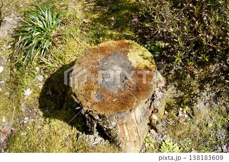 苔の生えた切株 苔の生えた切株 138183609