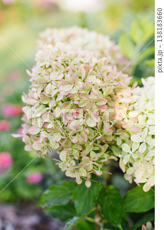 Pixio panicle hydrangea blooming in summer garden 138183660