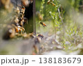 蜜蜂の帰宅 138183679
