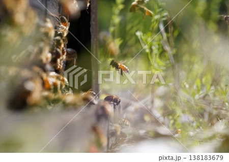 蜜蜂の帰宅 蜜蜂の帰宅 138183679