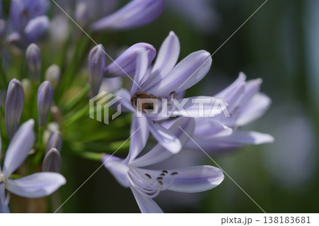 蜜蜂の一日 138183681