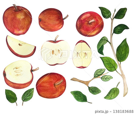 apple collection watercolor illustration 138183688