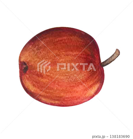 apple watercolor illustration 138183690
