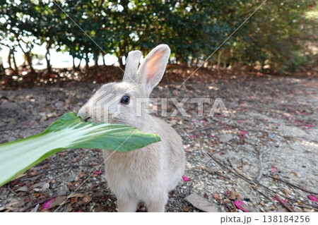 うさぎ島の可愛い子うさぎ うさぎ島の可愛い子うさぎ 138184256