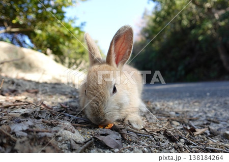 餌を食べる子うさぎ 餌を食べる子うさぎ 138184264