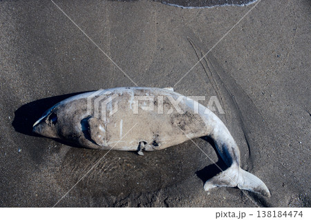 dead Dolphin thrown on beach dead Dolphin thrown on beach 138184474