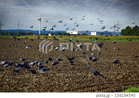 Sowing of winter crops and feeding on sown field of gray pigeons 138184545