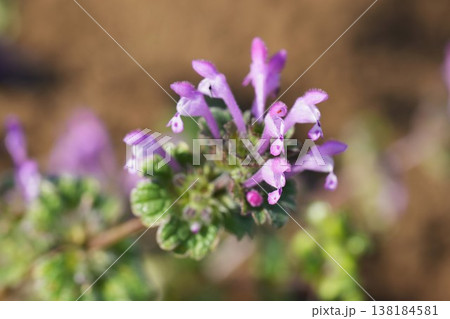 春の野原に咲くホトケノザのピンクの花 138184581