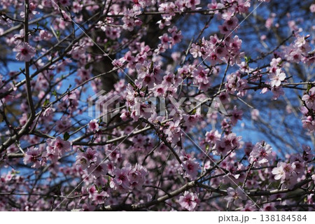 春の訪れを告げる満開のアーモンドの花 138184584