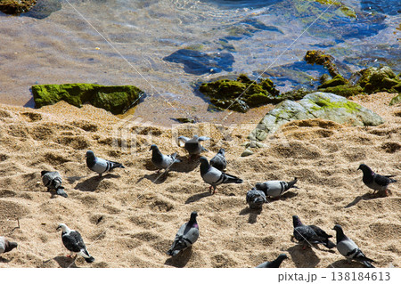 flock of pigeons on beach flock of pigeons on beach 138184613