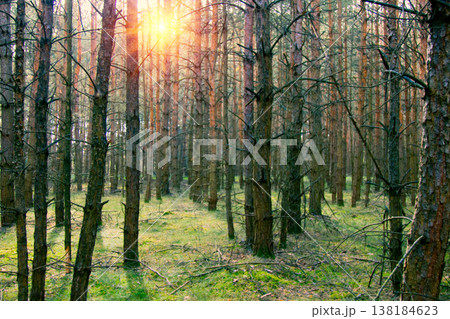 Pine plantations in Germany 138184623