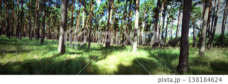 Summer day in pine forest. Summer day in pine forest. 138184624