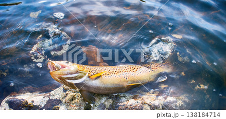 Spinning fishing (lure fishing) trout in lakes of Scandinavia. Spinning fishing (lure fishing) trout in lakes of Scandinavia. 138184714