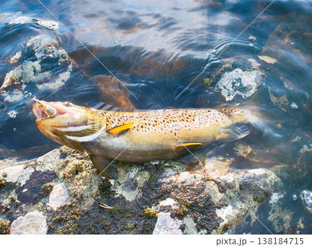 Spinning fishing (lure fishing) trout in lakes of Scandinavia. Spinning fishing (lure fishing) trout in lakes of Scandinavia. 138184715