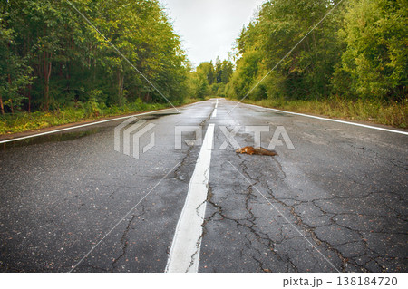 Adult squirrel hit by car on paved forest highway. 138184720