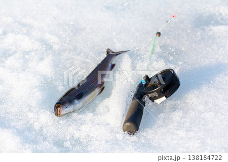 grayling caught on ice fishing with a spinner grayling caught on ice fishing with a spinner 138184722