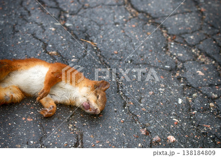 Adult squirrel hit by car on paved forest highway. 138184809