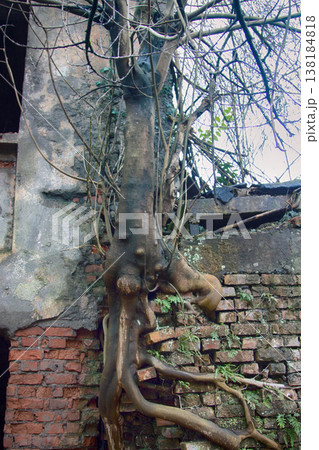 Tree grew out of brickwork Tree grew out of brickwork 138184818