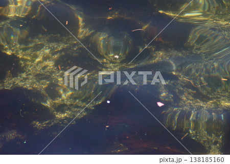 透明な海を泳ぐ魚 透明な海を泳ぐ魚 138185160