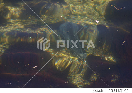透明な海を泳ぐ魚 138185163