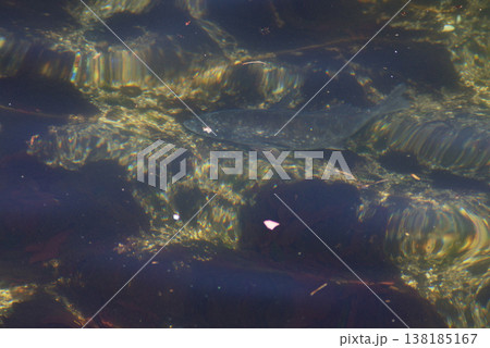 透明な海を泳ぐ魚 透明な海を泳ぐ魚 138185167