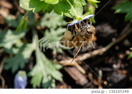 青い小さな花にとまり蜜を集める働きバチ 138185349