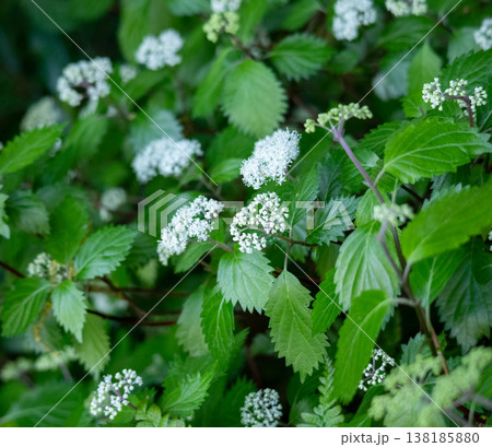 コアジサイ コアジサイ 138185880