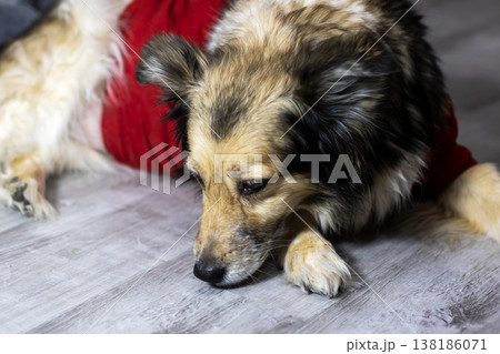 Calm senior dog in sweater. Elderly collie mix relaxing indoors with gentle expression 138186071