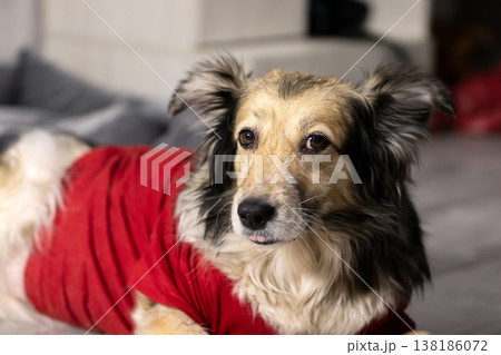 Dog wearing cozy red sweater. Adoptable collie mix with friendly expression and neat fur 138186072