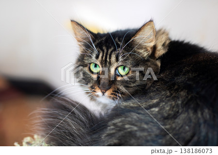 Comfortable bedroom setting showcasing serene feline resting in warm ambient light 138186073