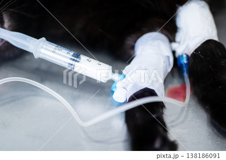Detailed scene of patient black dog undergoing emergency medical treatment in clinic 138186091